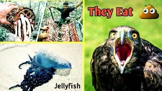 Those most dangerous Animals usually eat deadly food