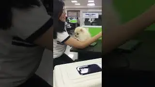 My 3 Months Old Pomeranian in his Monkey Stage 2023