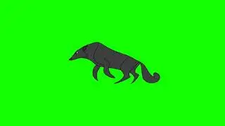 Black wolf running cycle green screen