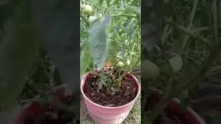 Kya Gamle Me Tamator Lag Sakte hai