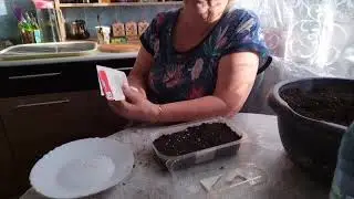 Посев многолетние цветы простел,кермек и многое другое 😊