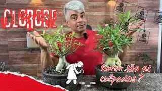 Clorose - descubra quem são os verdadeiros culpados