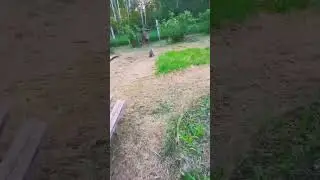 Вот это добыча🙂 #природа #кошка #cat #nature