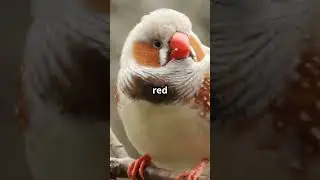 Why do bullfinches have red breasts only in males?