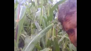 Pulut:  Jenis Jagung Putih Top yang Bisa Dipanen Muda