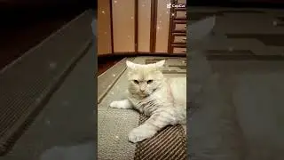 кот дома