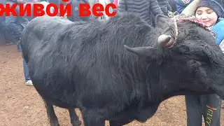мол бозори Худжанд живой вес 19.12.2021