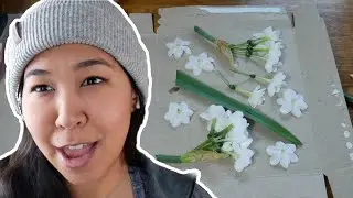 Clearing Snow & DIY Pressed Flowers | Amaryllis and Paperwhite
