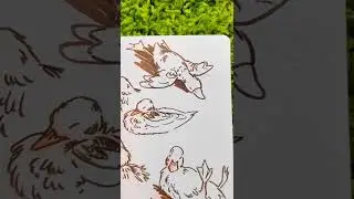 Sleepy duck sketches
