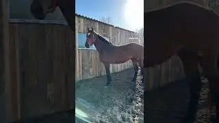 Чистокровный Английский Производитель Этай( Инкадесент Стар/Энли ) #лошади #скачки #horse