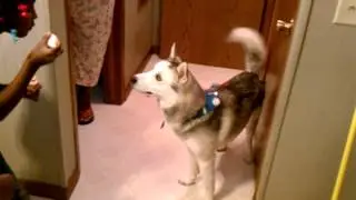 Lucky the bubble catching siberian husky