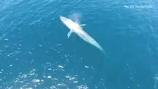 На каком расстоянии могут слышать друг друга Синие киты (Blue whale) — Balaenoptera musculus ?