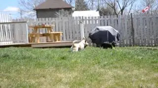 Chihuahua Sibling Reunited