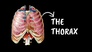 Clinical Anatomy of the thorax simplified, Part 1; a very basic and simple introduction