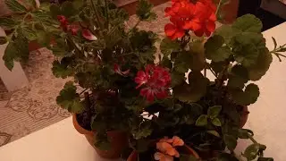 GERAYİN,BUZ GÜLÜ VE CEYRANGÖZLÜ GÜLLERİNİN ÇİÇEKLEMESİ
