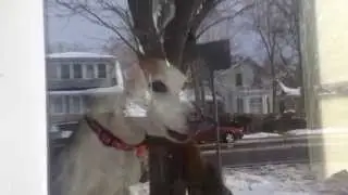 Crazy Eye