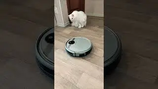 Белый кот Мартин и робот пылесос трудяга.