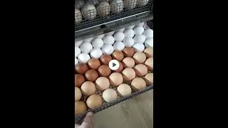 Совместная инкубация индюшиных и куриных яиц. Полная версия.