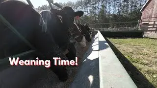 How well do the calves transition to yard life.