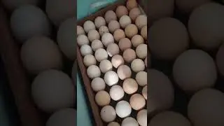 Тапсырыс дакан жумырткалары