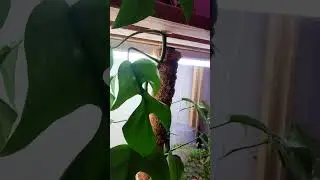 😂Хитрый какой🌱💚 