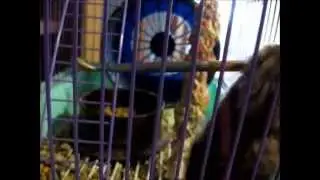Отличите хомяка от собаки Tell a hamster from a dog