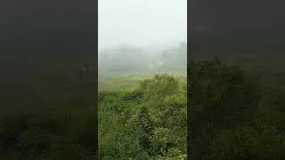 #mist #scenery#earlymorning #misty#nature #wondersofnature#beauty #morningmist#chill #beautyofnature