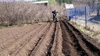 Посадка картофеля мотоблоком