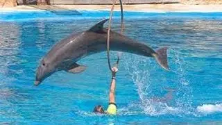 дельфин очень близко крутит обруч dolphin very close hoop twirling
