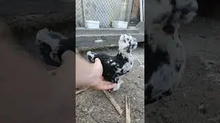 Декоративни кокошки