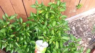 Releasing Ladybugs into the Yard