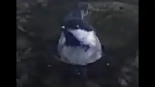 Chickadee Takes Bath