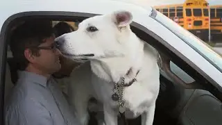 Louis and the Dog Whisperer | Louis Theroux's LA Stories: City of Dogs | BBC Studios