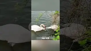 Почему самец БУКВАЛЬНО ЗВАЛ ЛЮДЕЙ ЗА СОБОЙ🤯🌊🦢