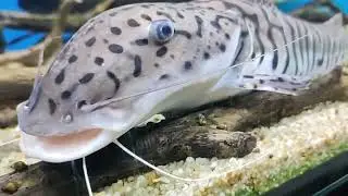 Одеса,  океанаріум. VETA TV EXPLORE the AMAZING Odessa Oceanarium with VETA TV