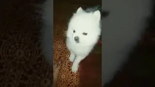 это Тима! Познакомьтесь.