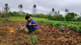 火焰除草机在农田、菜地和葡萄园除草杀虫
