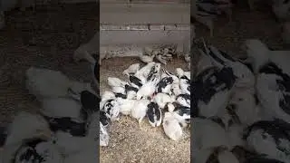 МЕШАНКА ДЛЯ ЦЫПЛЯТ  !  13.08.2024 год.