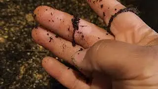 MY WORM FARM OPERATION: THE SMELL OF WORM DEARH...YUCK!