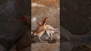 CADA MATRIZ MAIS PERFEITA QUI A OUTRA