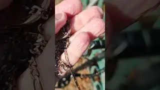 поиск в воде 2024! чуток серебра ) minelab x Terra pro)