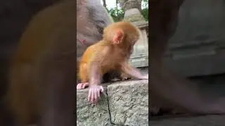 Cute Monkey Video