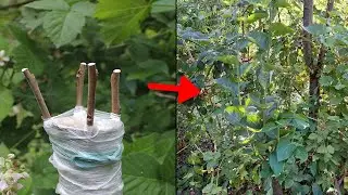 Kalemljenje voća  - napredak kalemova kakija 52 dana nakon kalemljenja