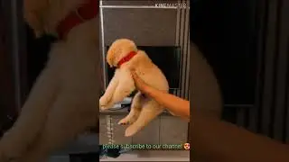Indian champion line || Golden Retriever puppy 😍 || heavy head || (Shorts) || golden retriever ||