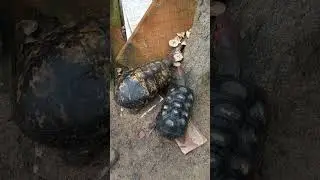 JABUTI COME COGUMELOS?🐢 