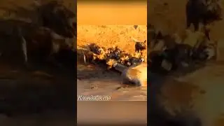 Крокодил схватил гиеновидную собаку.
