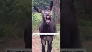 Funny Animal Vídeo 