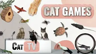 Cat Games Ultimate Cat TV Compilation Vol 75 | 2 HOURS 🐝🐞🦋🦎🦜🐜🐭🧵