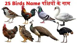 birds names in english and hindi with pdf |पक्षियों के नाम | Birds name in hindi and english |