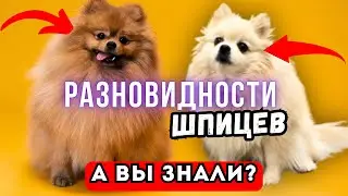 Виды ШПИЦЕВ 🐾 Карликовый, Мини, Мишка, Лисичка и другие